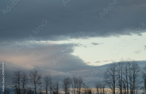 冬の夕方 ニセアカシアの大木と空 © kikisora