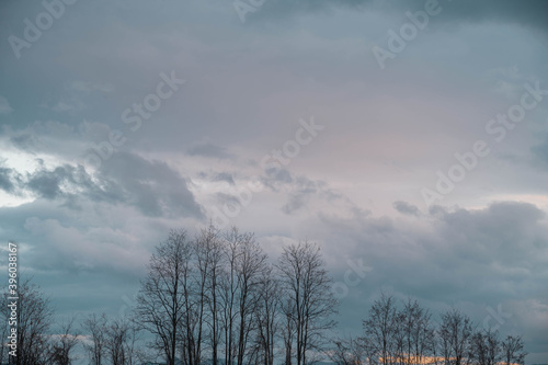 冬の夕方 ニセアカシアの大木と空
