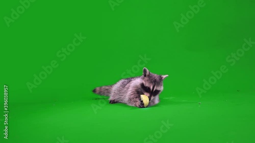 funny raccoon eating an Apple