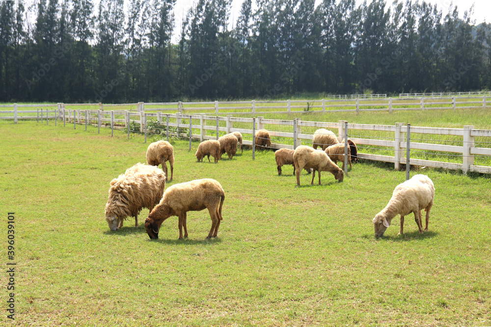 Obraz premium sheep farm in thailand