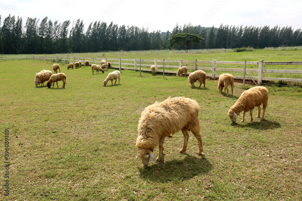 Fototapeta premium sheep farm in thailand