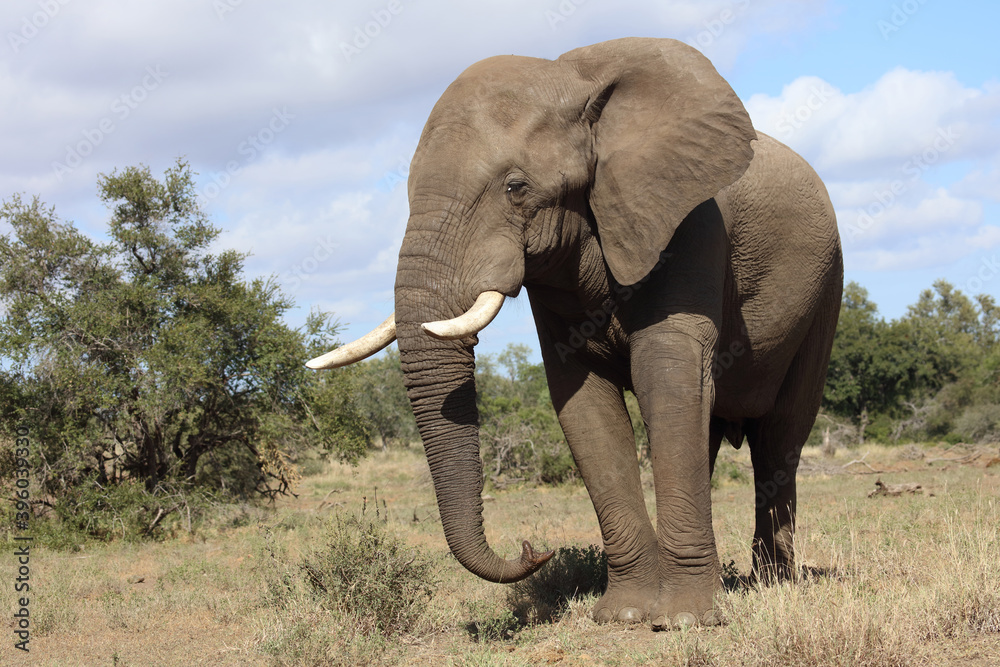 Fototapeta premium Afrikanischer Elefant / African elephant / Loxodonta africana