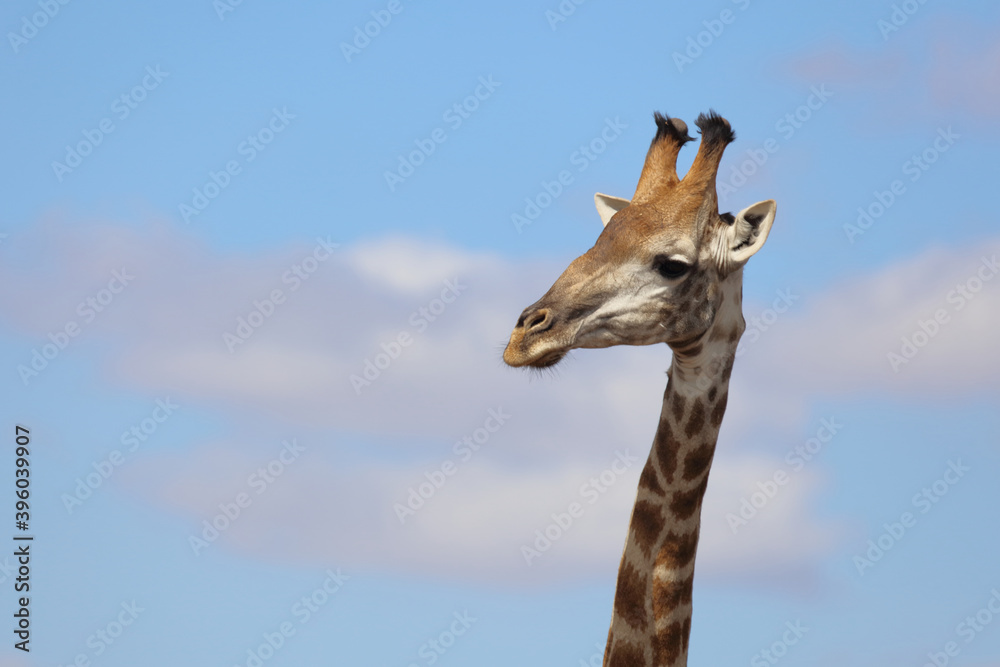 Naklejka premium Giraffe / Giraffe / Giraffa Camelopardalis