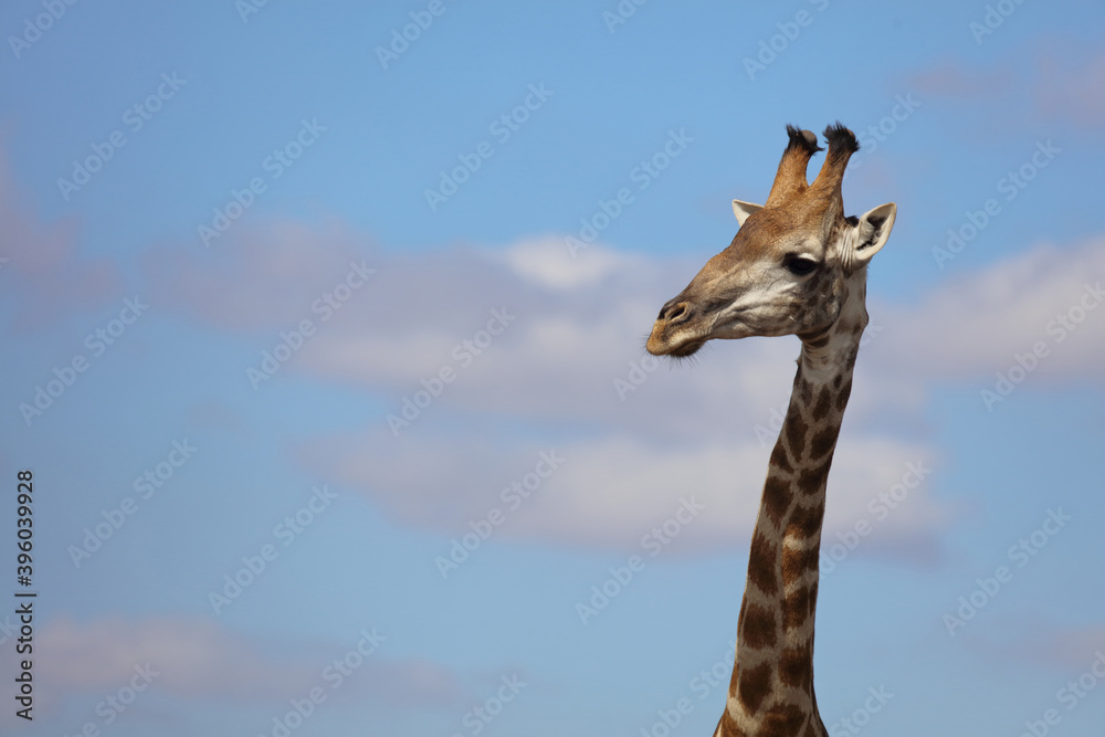 Fotografía Giraffe / Giraffe / Giraffa Camelopardalis