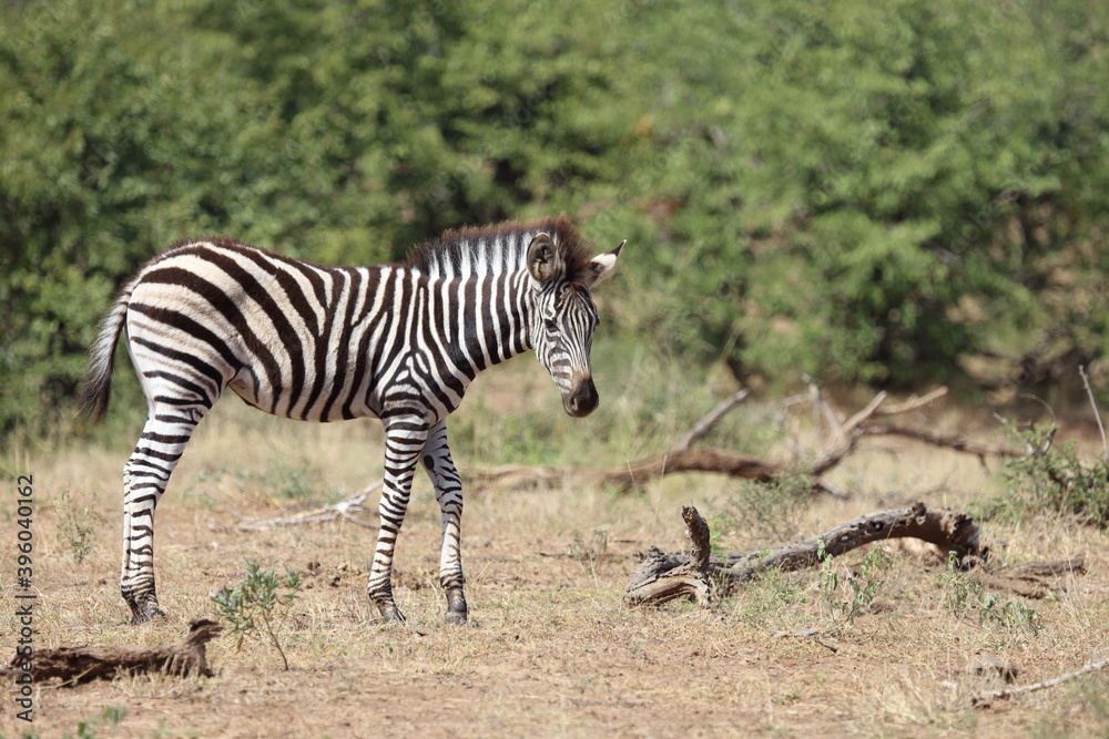 Naklejka premium Steppenzebra / Burchell's Zebra / Equus burchellii...