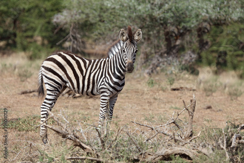 Steppenzebra   Burchell s Zebra   Equus burchellii...