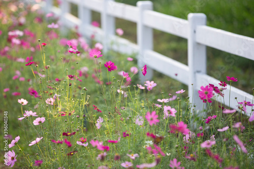 pink Cosmos flowers in the garden