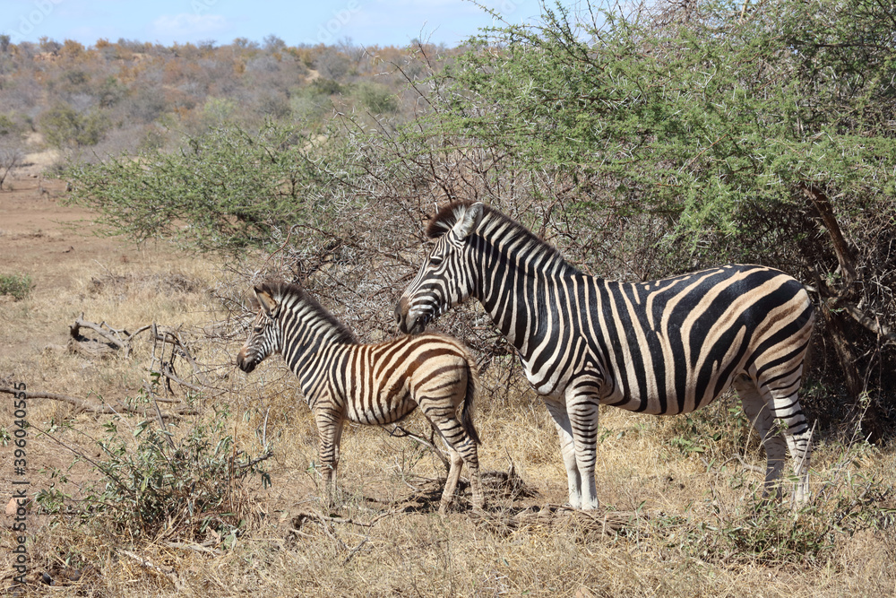 Steppenzebra / Burchell's Zebra / Equus burchellii... Steppenzebra / Burchell's Zebra / Equus burchellii...