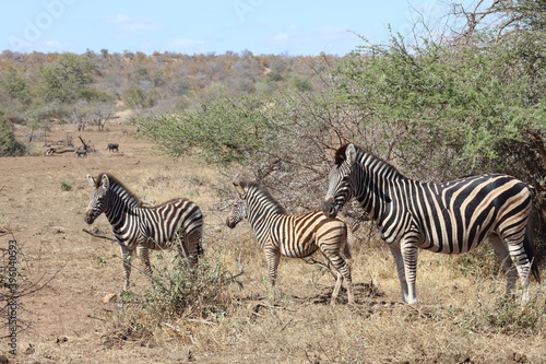 Steppenzebra   Burchell s Zebra   Equus burchellii...