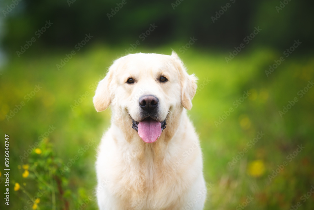 Cute golden retriever dog in the green grass and flowers background. Cute golden retriever dog in the green grass and flowers background.