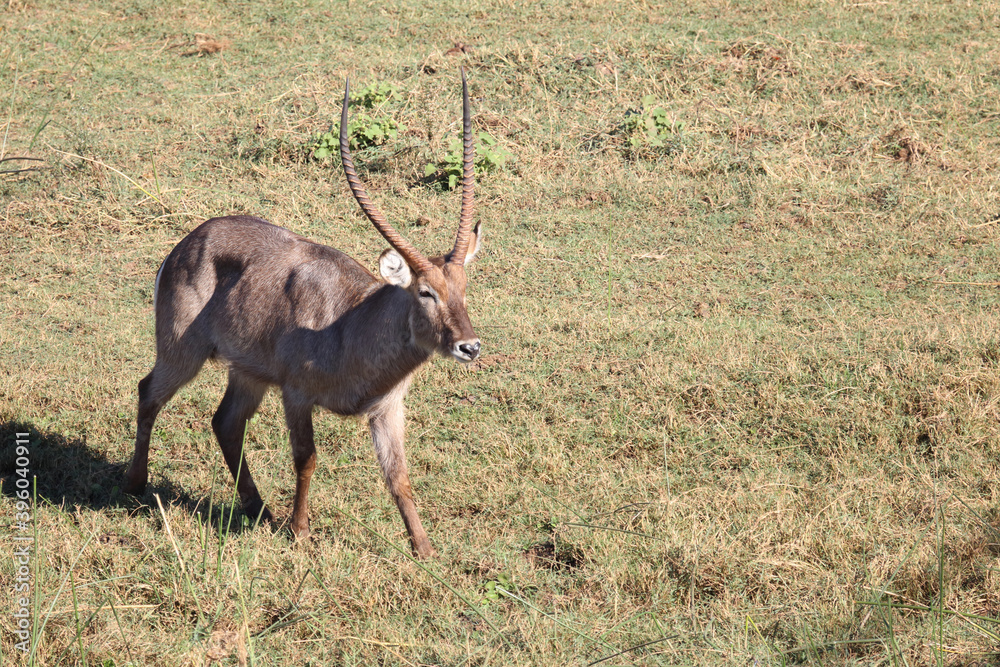 Naklejka premium Wasserbock / Waterbuck / Kobus ellipsiprymnus