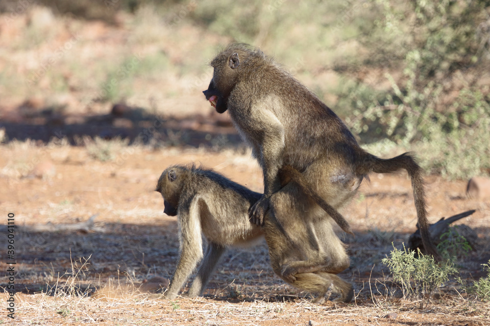Bärenpavian / Chacma baboon / Papio ursinus Bärenpavian / Chacma baboon / Papio ursinus