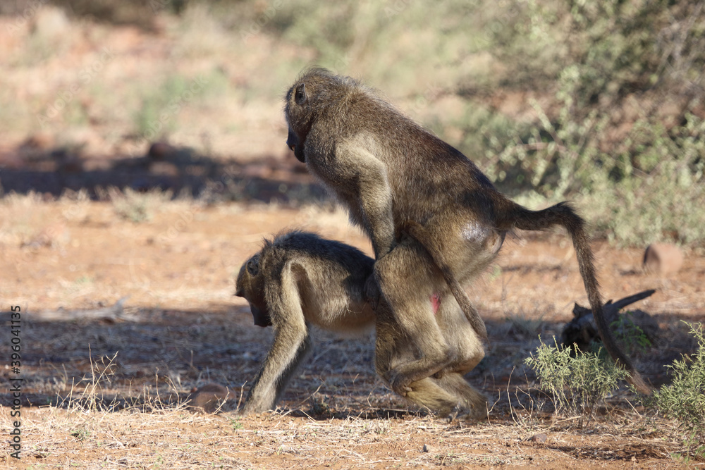 Bärenpavian / Chacma baboon / Papio ursinus Bärenpavian / Chacma baboon / Papio ursinus