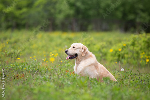 Cute golden retriever dog sitting in the green grass and flowers background.