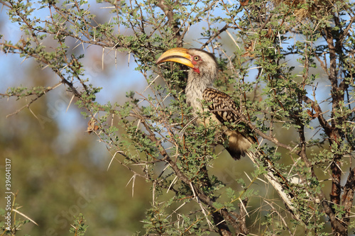 Südlicher Gelbschnabeltoko / Southern yellow-billed hornbill / Tockus leucomelas © Ludwig