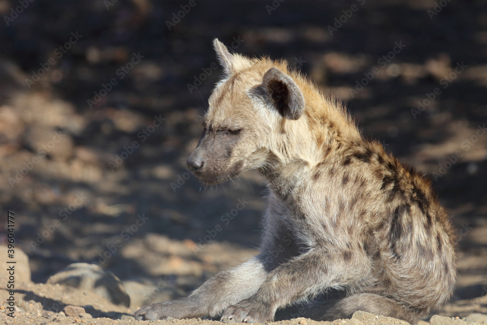 Tüpfelhyäne / Spotted Hyaena / Crocuta crocuta. Tüpfelhyäne / Spotted Hyaena / Crocuta crocuta.