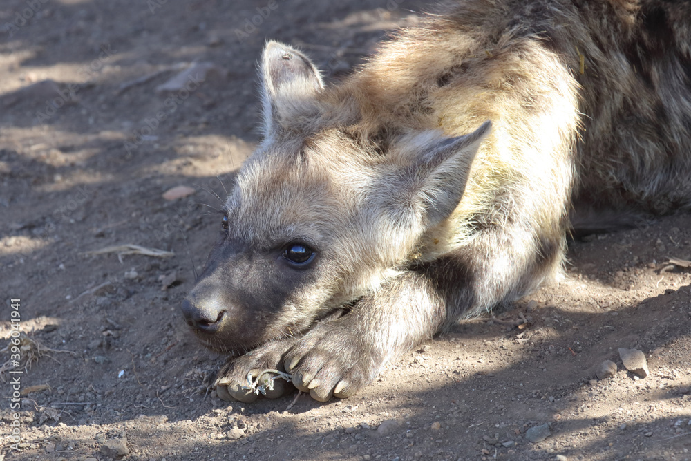 Tüpfelhyäne / Spotted Hyaena / Crocuta crocuta.