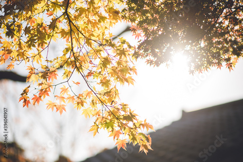 伊豆の小京都「修善寺」紅葉／秋／温泉街, Autumn Leaves, Shuzenji, Izu Peninsula, Japan photo