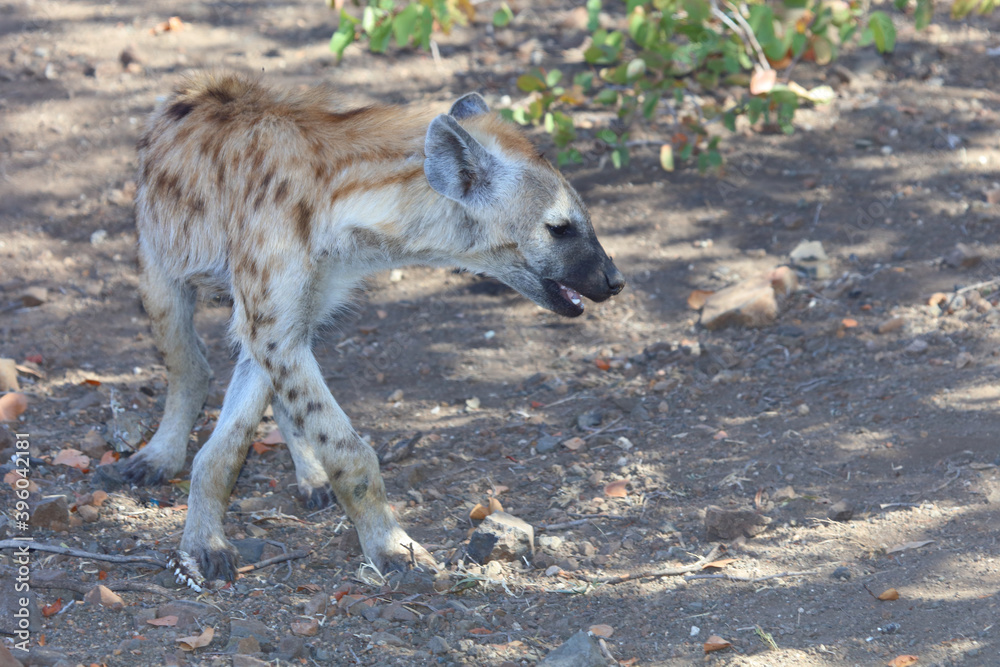 Tüpfelhyäne / Spotted Hyaena / Crocuta crocuta. Tüpfelhyäne / Spotted Hyaena / Crocuta crocuta.