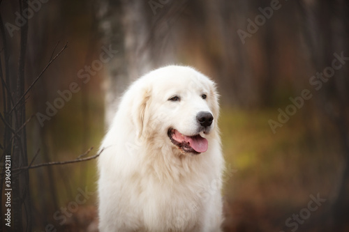 Beautiful maremmano abruzzese dog sitting in the autumn forest. Big white sheepdog in fall