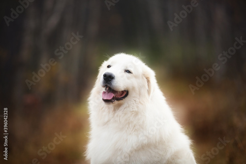 Beautiful maremmano abruzzese dog sitting in the autumn forest. Big white sheepdog in fall
