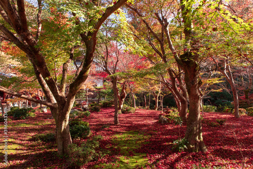 美しい京都市の紅葉