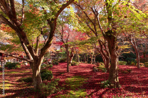 美しい京都市の紅葉