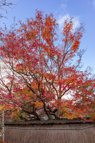 美しい京都市の紅葉