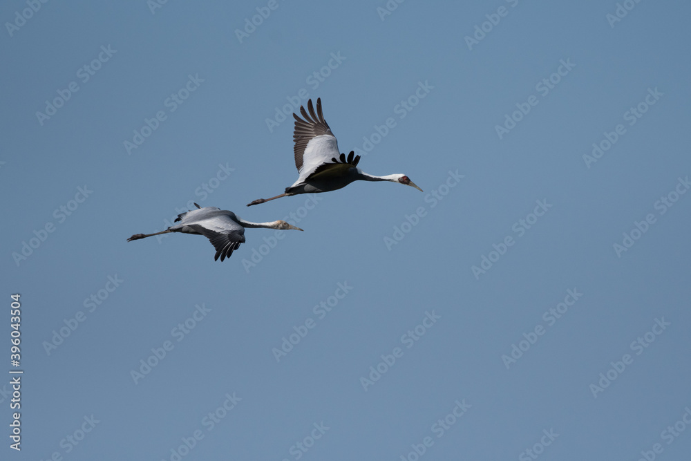 Two white-naped cranes, parent and child, flying with back of blue sky Two white-naped cranes, parent and child, flying with back of blue sky