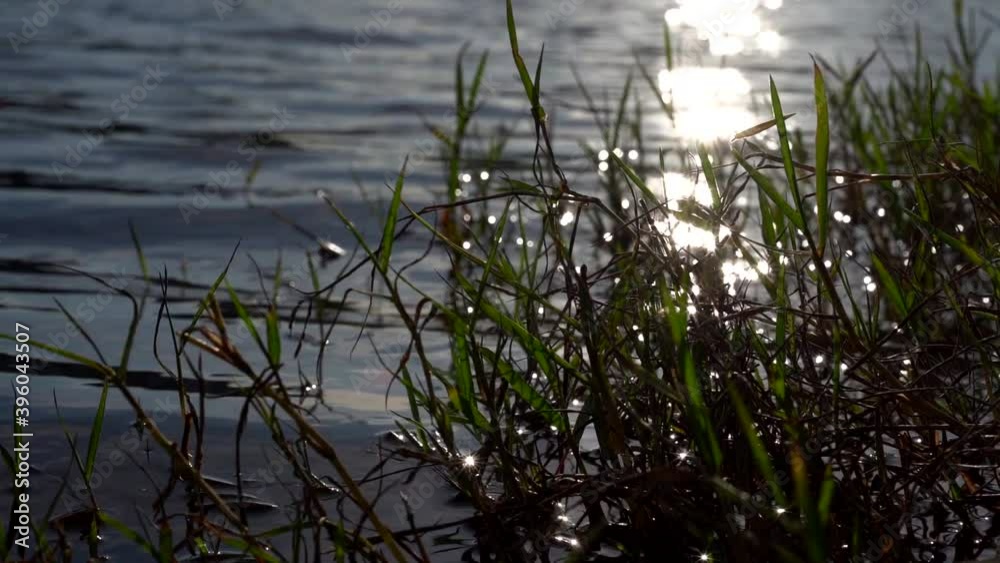 calm lake and green grass at sunny morning, closeup view of nature calm lake and green grass at sunny morning, closeup view of nature