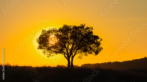 Tree in sunset in Provence