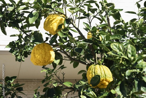 Citrus pseudogulgul fruits / Rutaceae evergreen shrub