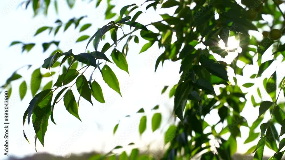 swaying by wind green branch of tree against the sun, slow motion shot at nature swaying by wind green branch of tree against the sun, slow motion shot at nature