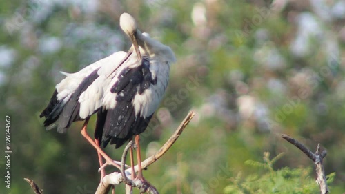 White Anastomus perched on a branch On sunny days