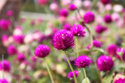 Pink flowers of spherical gomphrena  lat.Gomphrena 
