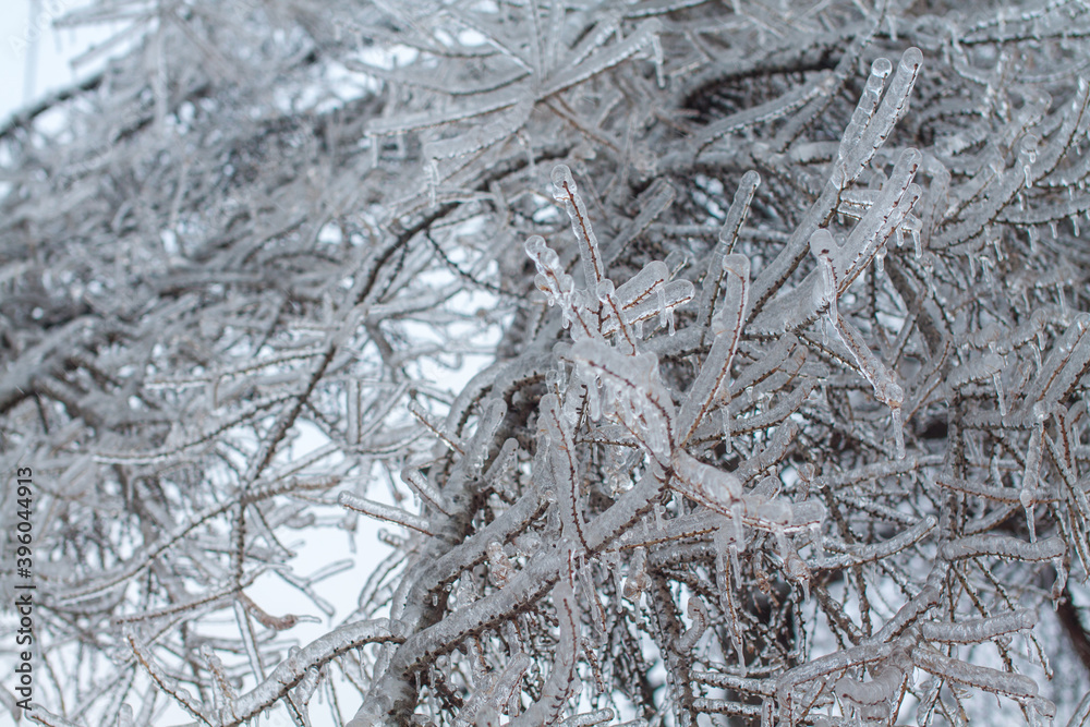 icebound tree branches after the cyclone