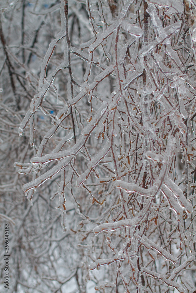 icebound tree branches after the cyclone