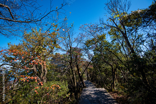 Fototapeta Naklejka Na Ścianę i Meble -  Golden leafs on blue sky at autumn forest