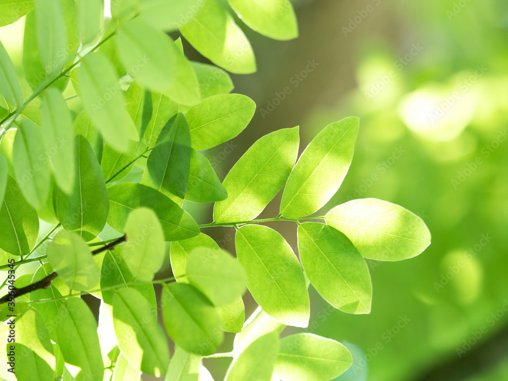 木漏れ日にかがやく新緑 木漏れ日にかがやく新緑