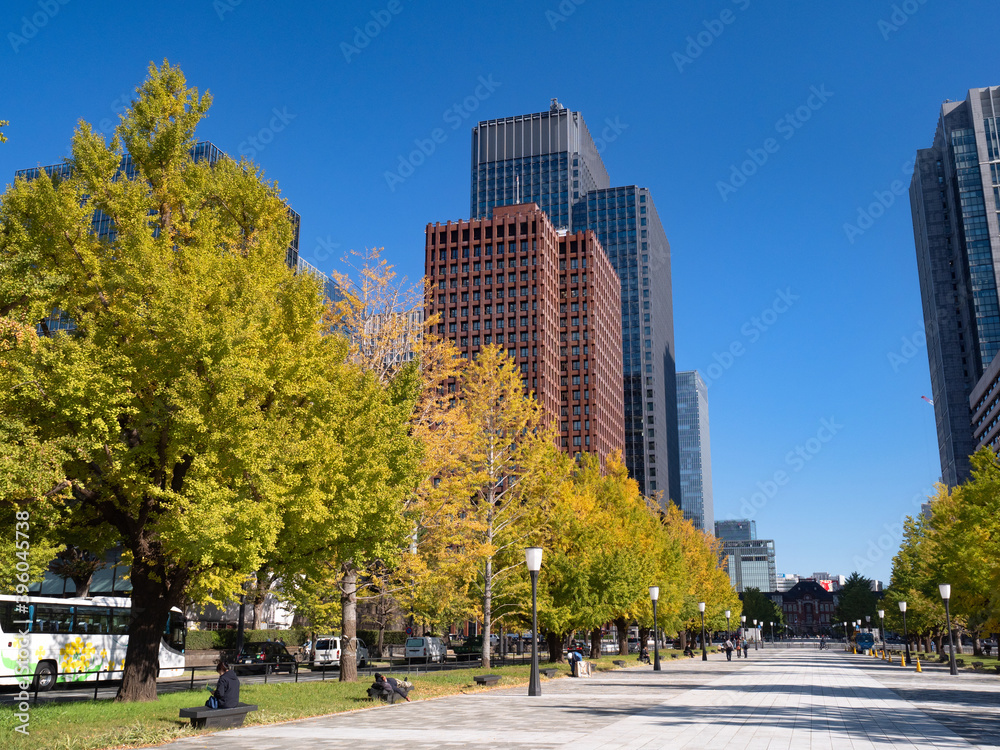 東京都　丸の内オフィスビル街とイチョウ並木　