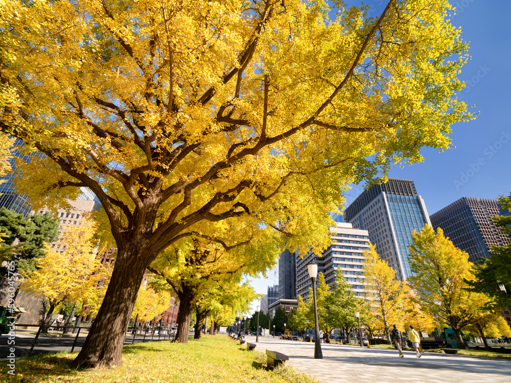 東京都　丸の内オフィスビル街とイチョウ並木　
