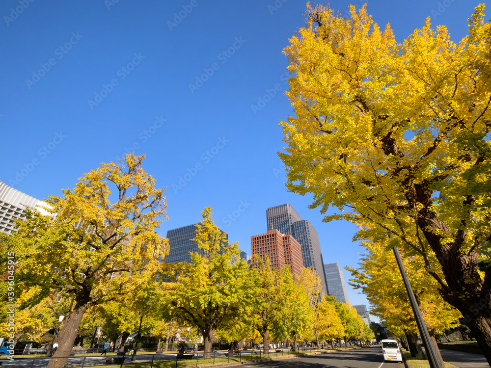 Naklejka premium 東京都 丸の内オフィスビル街とイチョウ並木 