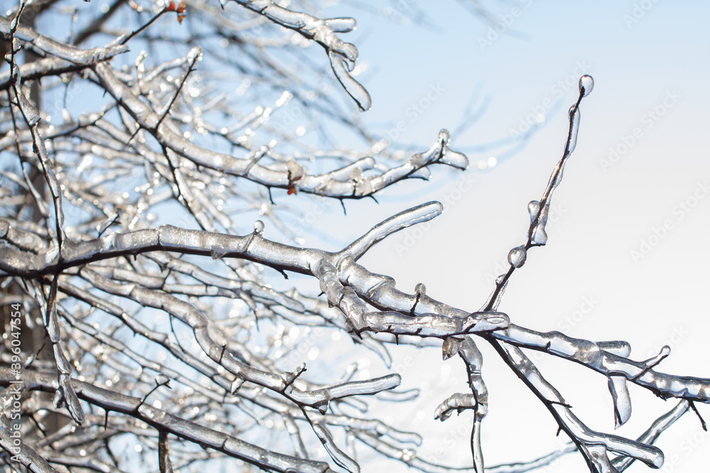 icebound branches of the tree after the cyclone icebound branches of the tree after the cyclone