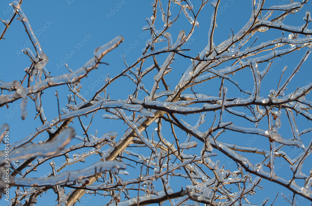 Branches covered with ice and snow background Branches covered with ice and snow background