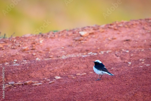 Pied wheatear or Oenanthe pleschanka in natural habitat photo