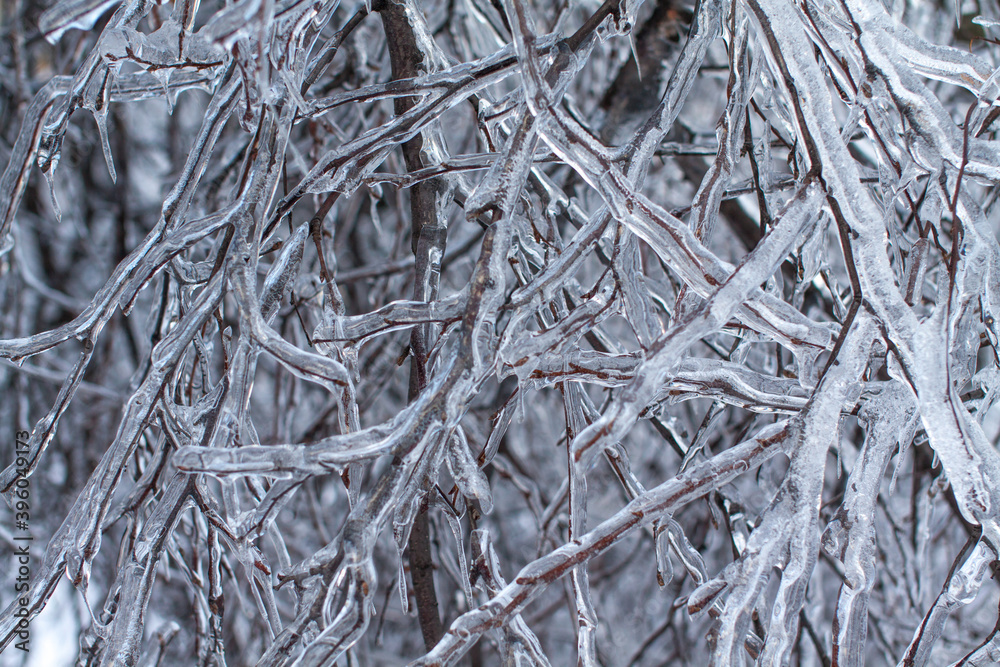 Branches covered with ice and snow background