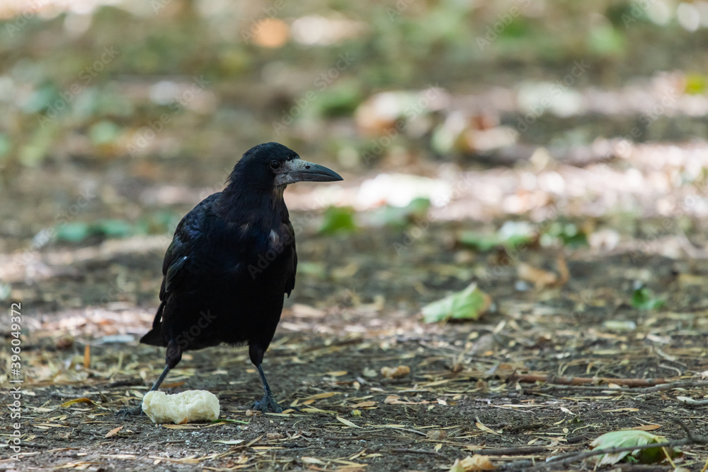 Obraz premium Rook bird or Corvus frugilegus on a ground
