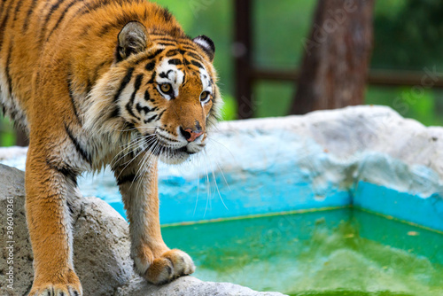 Siberian tiger, Panthera tigris altaica, also known as the Amur tiger photo