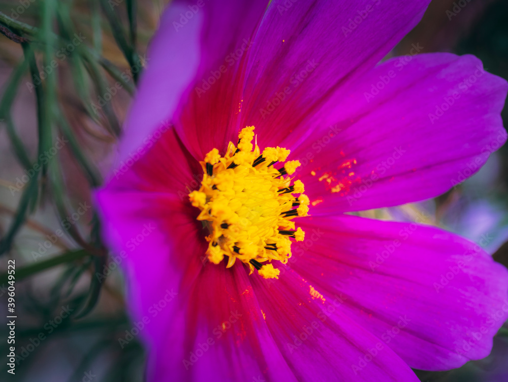 Cosmos was blooming in the backyard of my workplace.
Cosmos was blooming in the backyard of my workplace.