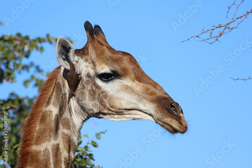 Photography Giraffe / Giraffe / Giraffa Camelopardalis